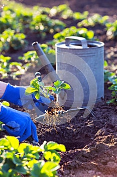 Planting strawberries in the garden