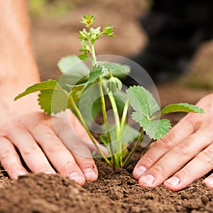 Planting strawberries in garden