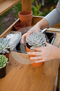 Planting Succulent Plants