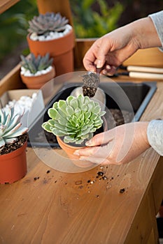 Planting Succulent Plants