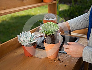 Planting Succulent Plants