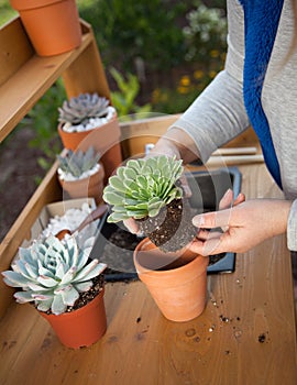 Planting Succulent Plants