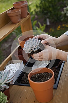 Planting Succulent Plants