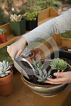 Planting Succulent Plants