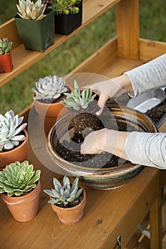 Planting Succulent Plants