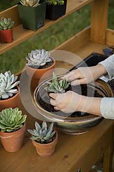 Planting Succulent Plants