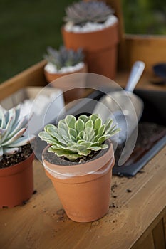 Planting Succulent Plants