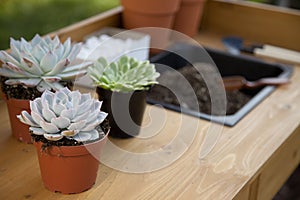 Planting Succulent Plants