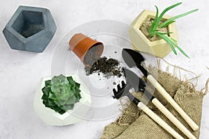 Planting succulent plants in concrete pot, garden tools