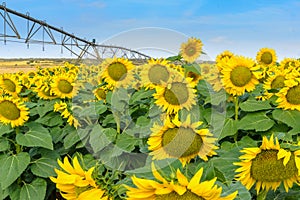 Planting of sunflowers with irrigation by aspresion photo