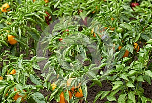 Planting of sweet pepper growing on bed in the garden