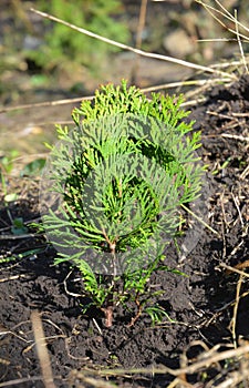 Planting a thuja seedling from a pot into the ground