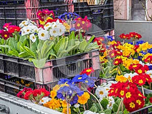 Planting time in spring primroses