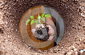 Planting a tomato plant