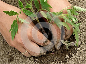 Planting tomato seedlings
