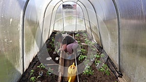 Planting tomato seedlings in ground inside greenhouse, woman gardener grows tomatoes in seedbed.
