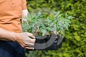 Planting tomatoes in the garden