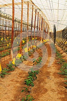 Planting tomatoes in a greenhouse