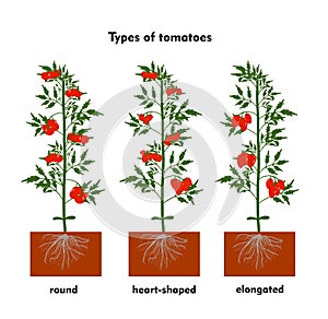 Planting tomatoes in the ground. Growing a tomato. Seedling. Disembarkation in the greenhouse. Vegetable growing technology.