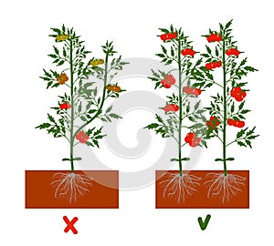 Planting tomatoes in the ground. Growing a tomato. Seedling. Disembarkation in the greenhouse. Vegetable growing technology.