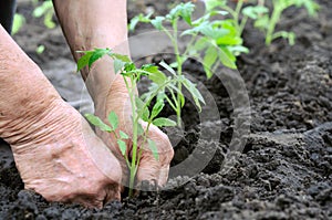 Planting a tomatoes seedling