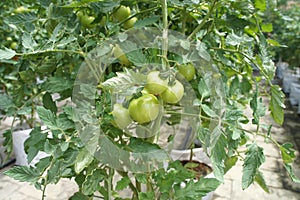 Planting tomatoes using modern methods. It was planted in pots. Irradiated using the self dripping method.