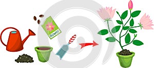 Planting tools and plant with pink flowers on white background