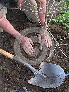 Plantando un árbol 