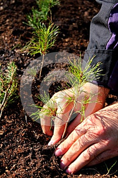 Piantare un albero 