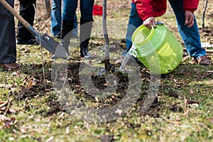 Planting a tree