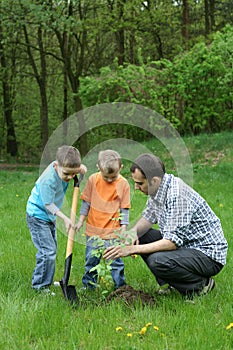 Planting a tree