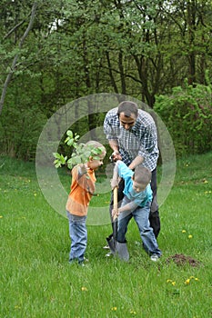 Planting a tree