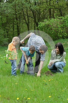 Planting a tree