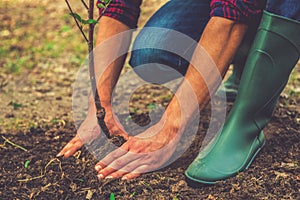 Planting a tree.