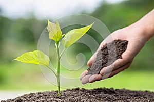 Planting a tree. Close-up hand of the men planting  the seedlings into the ground, The idea of planting trees to reduce global