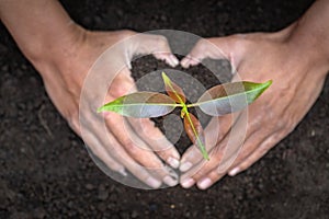 Planting a tree. Close-up hand of the men planting  the seedlings into the ground, The idea of planting trees to reduce global