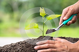 Planting a tree. Close-up hand of the men planting  the seedlings into the ground, The idea of planting trees to reduce global