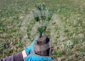 Planting a tree. Close-up of hands holding a pine evergreen seedling to be planted into the soil