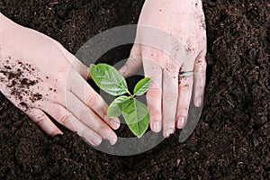 Planting a tree in fertile soil