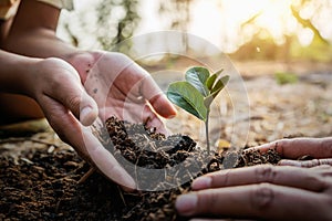 planting tree in garden. concept save world green earth