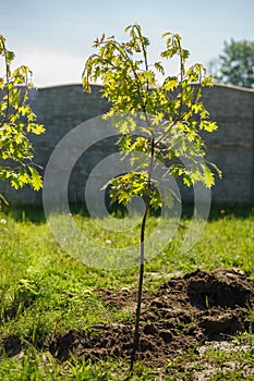 Planting a tree in the garden. Small oak.