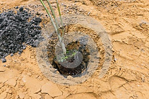 Planting a tree in the ground. Sand and plant pit. New life concept. Planting trees and plants in a park or garden