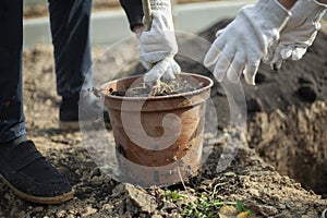 Planting a tree in the ground. The woman takes the plant out of the pot.