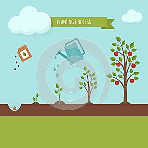 Planting tree process infographic. Apple tree growth stages. Ste
