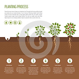 Planting tree process infographic. Tree growth. Bush vegetables