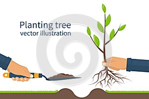 Planting tree, sapling vector