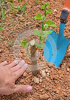 Pianta O piantare un albero sul proteggere ambiente contatore clima più chiaro Meglio futuro 
