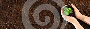 Planting tree. Top view of woman holding green seedling over soil, banner design with space for text