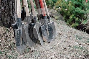 Planting trees in the forest. Dirty shovels stand by the tree waiting for work.