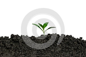 Planting trees in the ground the environment and ecology.